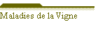 Maladies-de-la-Vigne